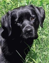 Black Labrador Puppy Notebook