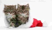 2 Main Coon kittens met kerstmuts Muismat