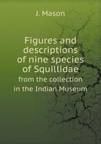 Figures and descriptions of nine species of Squillidae from the collection in the Indian Museum