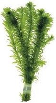 Waterpest Vijver-Aquariumplant  elodea densa per 10 bosjes