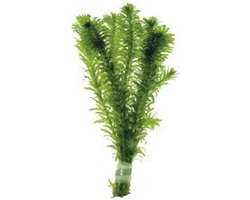 Waterpest Vijver-Aquariumplant  elodea densa per 10 bosjes