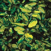 Elaeagnus Pungens 'Maculata' - Stekelige olijfwilg, Goudbonte olijfwilg - 30-40 cm pot: Struik met opvallend geel gevlekt blad en stekelige takken.