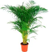Areca Dypsis Lutescens palm 160cm↑ Potmaat Ø27cm Kamerplant