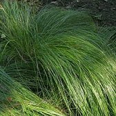 6 x Carex Morrowii - Zegge - pot 9 x 9 cm - Groenblijvende Schoonheid met Glanzend Blad