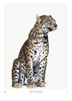 My Deer Art Shop Poster - Leopard - 40 X 30 Cm - Bruin