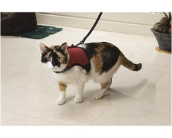 Top 10 kattentuigjes, kattenhalsbanden en riemen 2026: Beeztees Loopharnas Comfort met looplijn