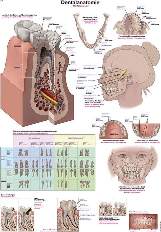 Het menselijk lichaam - anatomie poster gebit - tanden (Duits/Engels/Latijn, kunststof-folie, 70x100 cm)