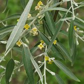 Elaeagnus Angustifolia - Smalbladige olijfwilg 60-80 cm pot