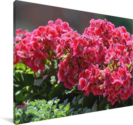Fleurs de géranium dans un jardin Toile 60x40 cm - Tirage photo sur toile (Décoration murale salon / chambre)