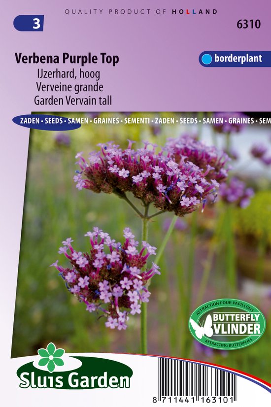 Sluis Garden - Verbena Purple Top (IJzerhard)