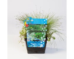 Moerings Mix Zuurstofplanten | In 18CM Mand