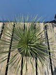 Yucca Rostrata met lange, slanke groene bladeren in een zwarte pot op houten planken.