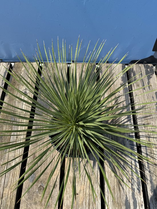 Yucca Rostrata met lange, slanke groene bladeren in een zwarte pot op houten planken.