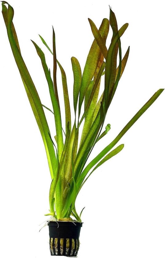 Moerings - 6x VALLISNERIA GIGANTHEA en pot