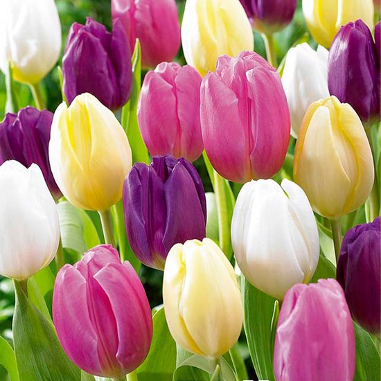 Bloomique - Mix Van 20 - Tulipa Purple Mix - Paarse Mix Tulpenbollen Bloembollen Voorjaarsbloeiend Meerjarige Planten Groeit Tot 30 35 Cm