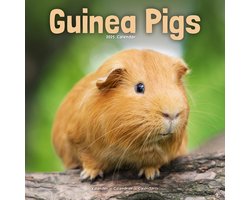 Cavia Kalender 2025