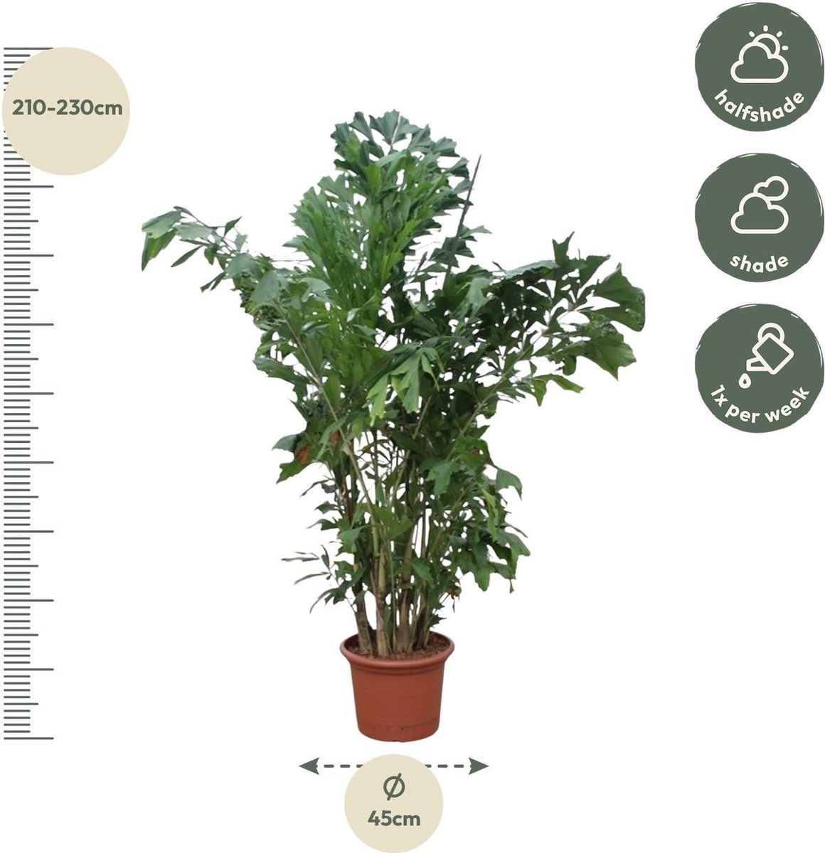 Caryota Mitis - 220 cm - ø45