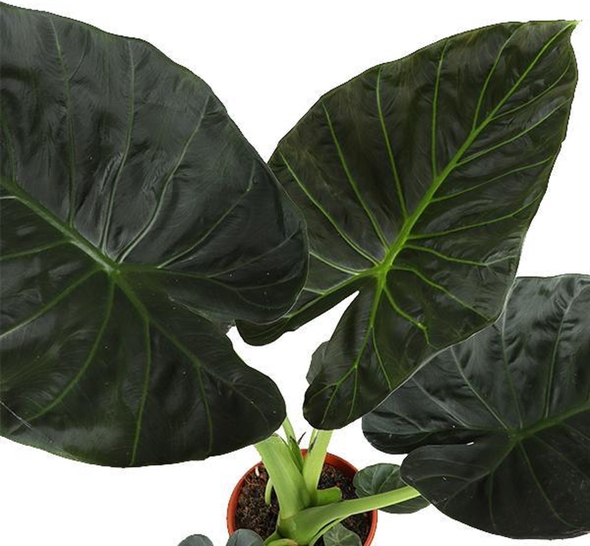 Alocasia Regal Shield Ø21cm - 100cm in Albury NATURAL mand