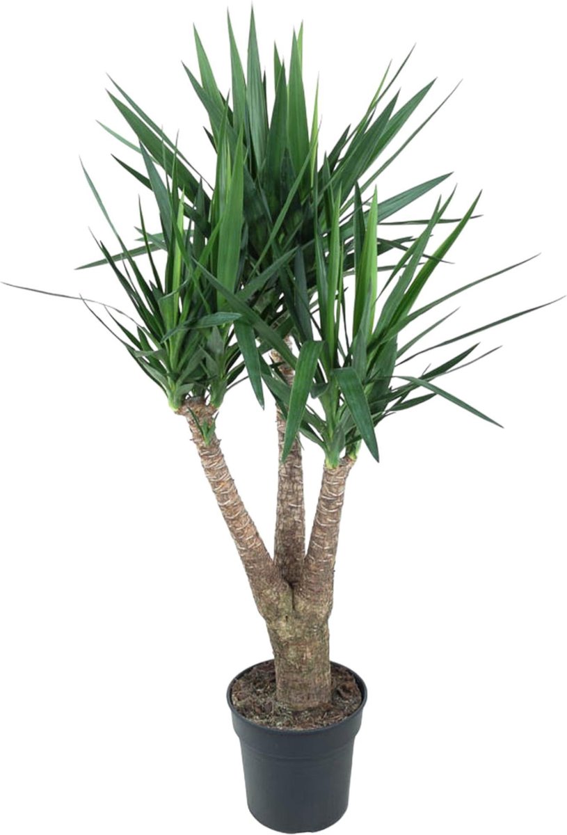 Green Harmony - Yucca Elephantipe vertakt - 150 cm - ø31