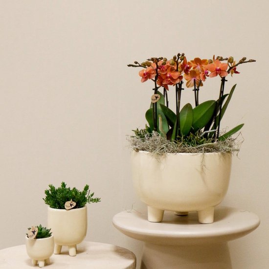 Orchidee Strelitzia kopen? Alle Strelitzia online | bol