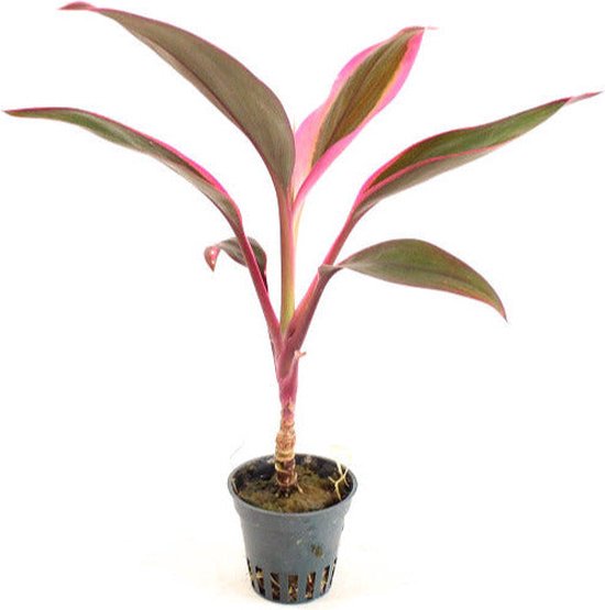 Foto: Cordyline red edge