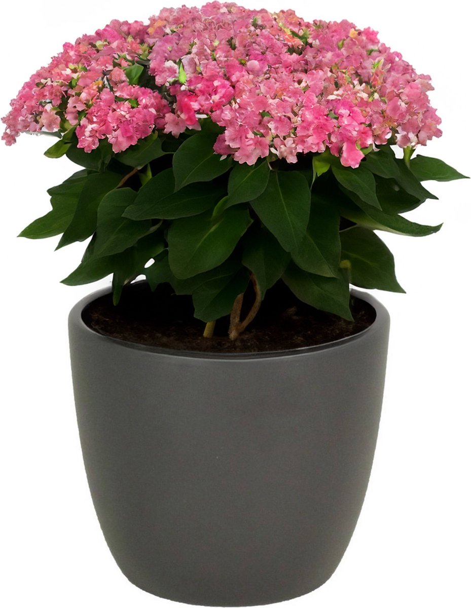 1x bloempot in kleur mat antraciet grijs keramiek voor kamerplant h13.5 x d15.5 cm- plantenpotten binnen