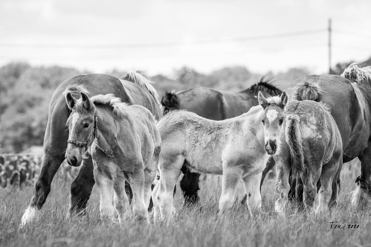 Passion For Art Trekpaarden TW6 - Poster - Ton van der Weerden - 50 x 70 cm zwart-wit
