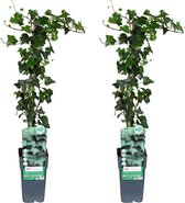 Plantenboetiek.nl | Hedera helix | 2 stuks - Ø15cm - 65cm hoog - Tuinplant - Multideal
