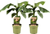 Plant in a Box - Musa Basjoo - Set van 2 - Winterharde bananenplanten - Tuinbanaan - Pot 21cm - Hoogte 55-70cm
