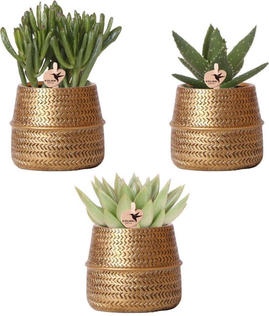 Kolibri Greens | Planten set - met 3 succulenten mix - incl. keramieken sierpotten | potmaat Ø9cm -