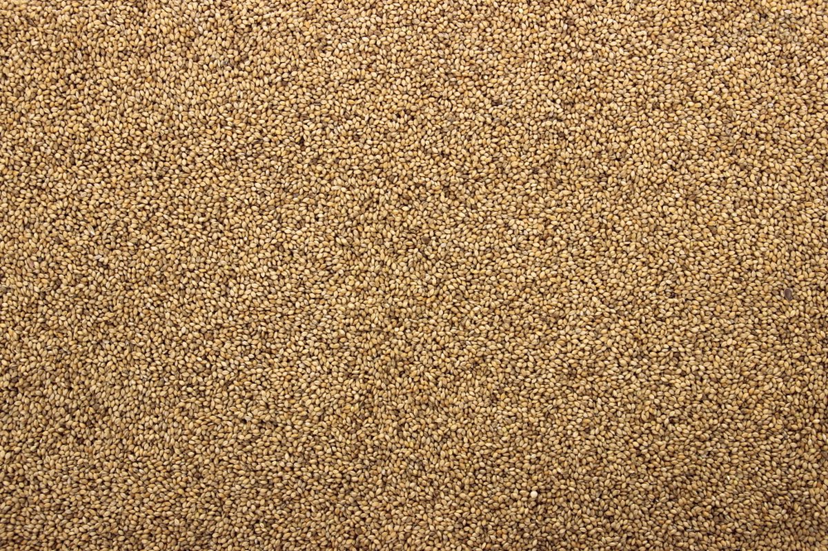 Panicum Senegalgierst geel - Panicum 2.5 kilo - Overige zaden - Vogelvoer - Vogelzaad - Enkelvoudige vogelzaden