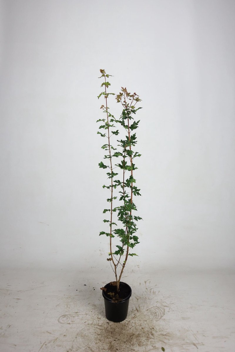 Veldesdoorn / Spaanse aak 60-100 cm (in pot) - Acer campestre - Ø17 cm - inheemse plant - prachtige herfstkleuren - snelle groeier