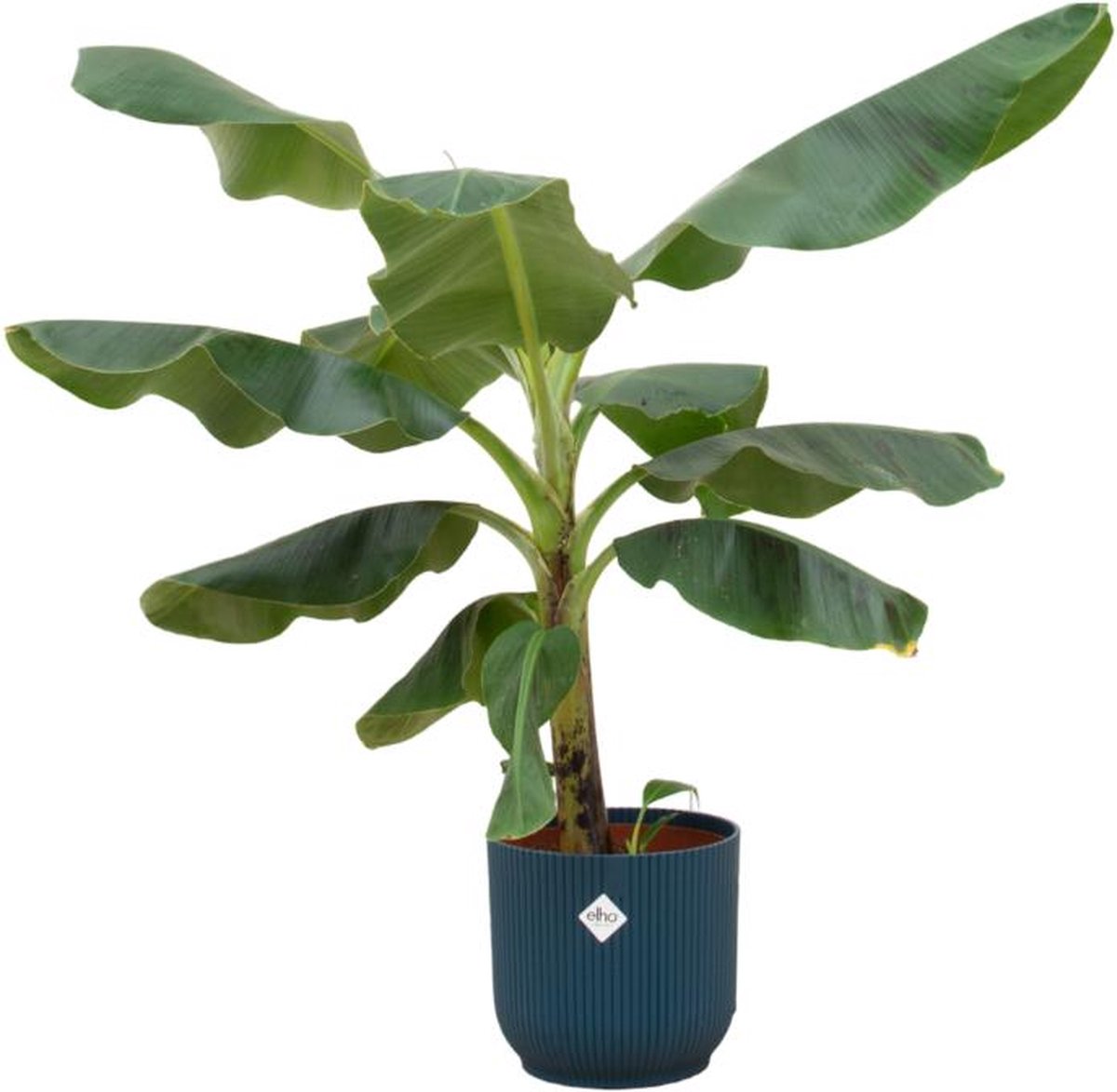 Combi deal - Bananenplant (Musa) inclusief elho Vibes Fold Round blauw Ø22 - 100 cm