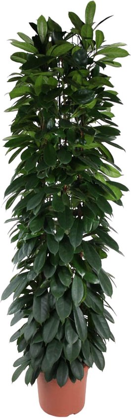 Ficus Cyatistipula zuil - 220 cm - ø40