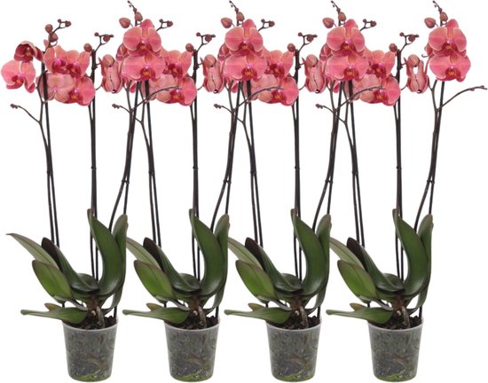 Set Di 10 Orchidee Artificiali Phalaenopsis Fatte A Mano In Plastica, Colori Casuali – Per Decorare Torte, Corpetti, Matrimoni, Eventi E Progetti Fai Da Te