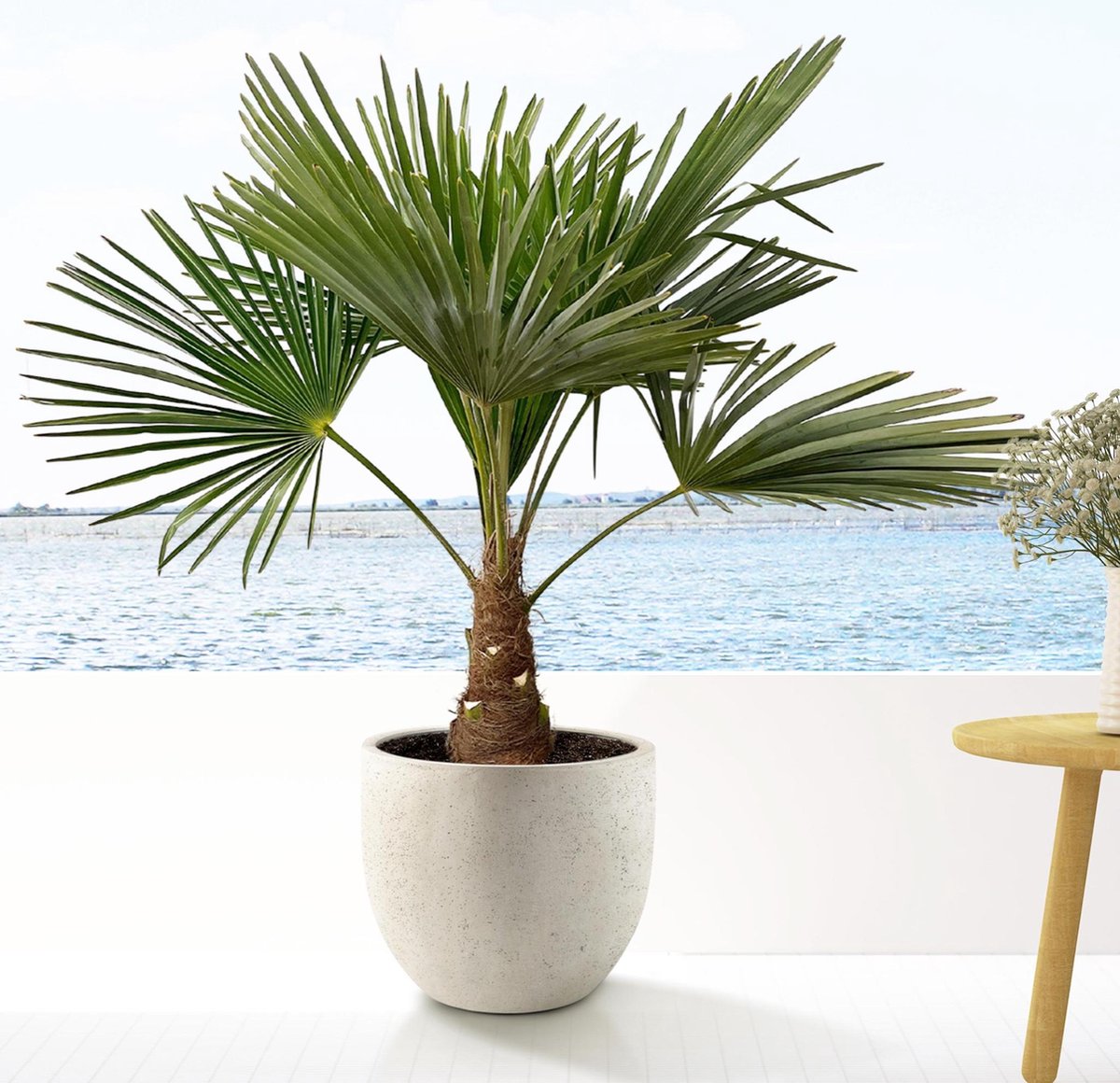 Trachycarpus - 90cm- Ø21