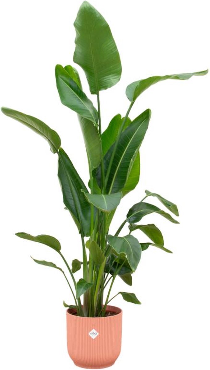 Strelitzia Nicolai inclusief elho Vibes Fold Round roze - 160cm - Ø30