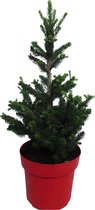Boom van Botanicly – Picea abies Wills Zwerg – Hoogte: 70 cm