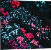 Acrylglas - Rood/Roze Bloemen - 80x80cm Foto op Acrylglas (Wanddecoratie op Acrylglas)