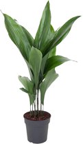 Aspidistra (Aspidistra)