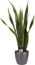 JoGrow - Sansevieria - 60 Cm - Ø 19 - 1 Stuks