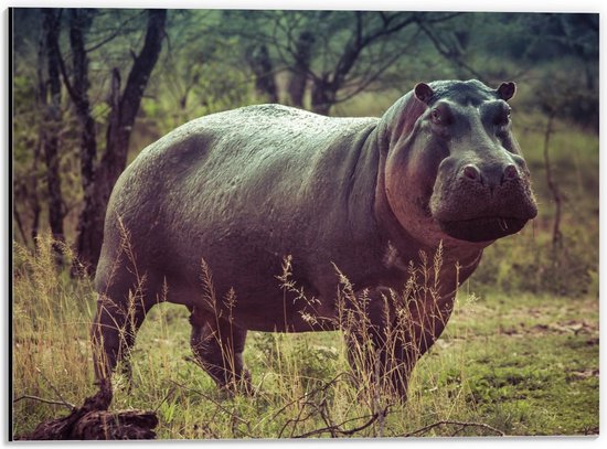 Dibond - Neushoorn op het Gras - 40x30cm Foto op Aluminium (Wanddecoratie van metaal)