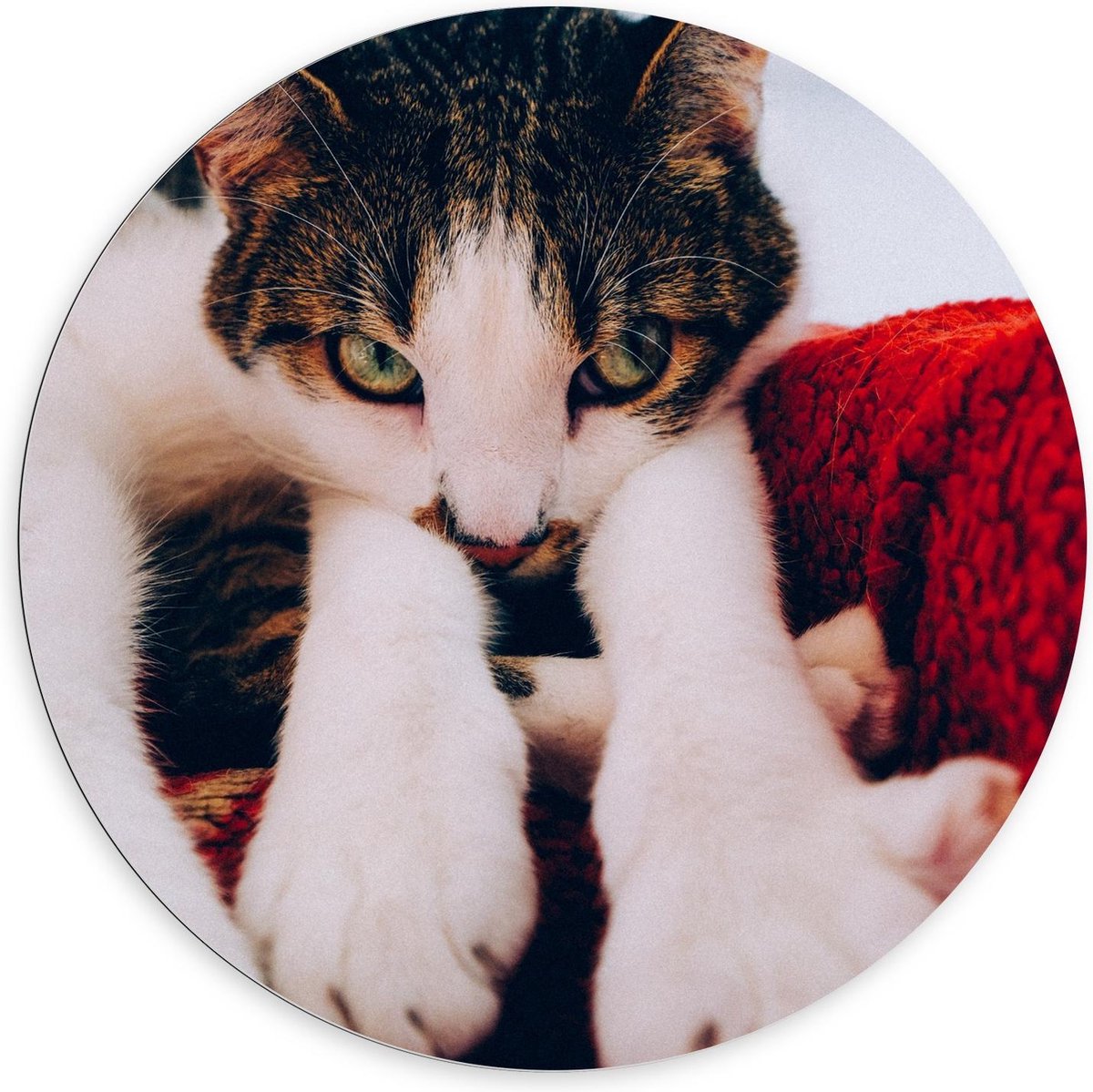 KuijsFotoprint Dibond Wandcirkel - Onschuldige Bruine Kat - 100x100cm Foto op Aluminium Wandcirkel (met ophangsysteem) Rood