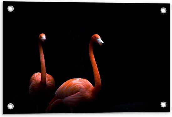 Tuinposter – Twee Flamingo's Met Zwarte Achtergrond - 60x40cm Foto op Tuinposter  (wanddecoratie voor buiten en binnen)