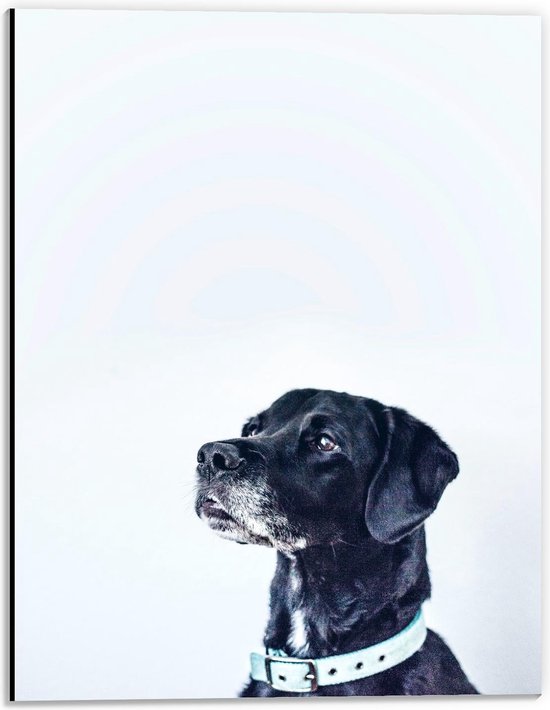Dibond - Hoofd van Zwarte Hond op Witte Achtergrond - Foto op Aluminium (Wanddecoratie van metaal)