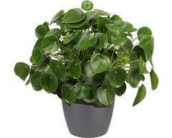 Pannenkoekenplant XL in ELHO sierpot (antraciet) - Hoogte 50cm Potmaat 30 - Bektas Plants