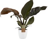 Hellogreen Kamerplant - Philodendron Imperial Red - ↕ 45 cm - Elho B.For Soft wit