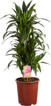 Hellogreen Kamerplant - Dracaena Drakenbloedboom Janet Craig - ↕ 120 cm