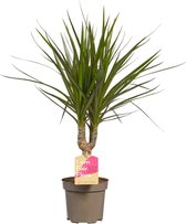 Hellogreen Kamerplant - Dracaena Drakenbloedboom Marginata - ↕ 45 cm