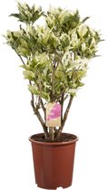 Hellogreen Kamerplant - Croton Codieaum Tamara - ↕ 100 cm